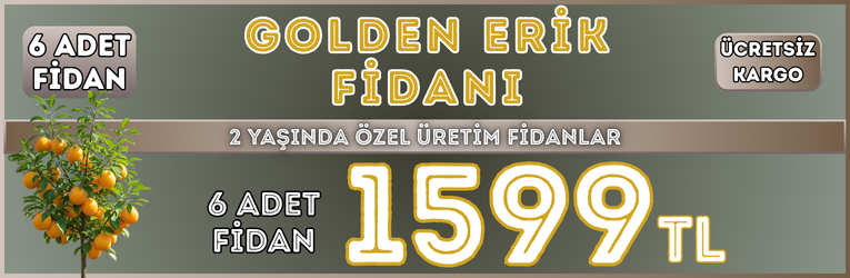 6 Adet Golden Erik