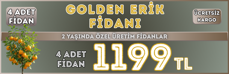 4 Adet Golden Erik